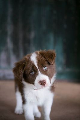 Banjo as a puppy