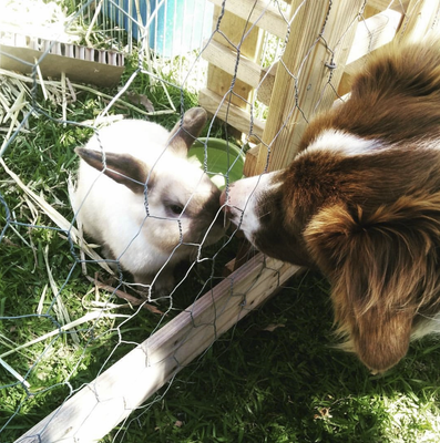 Bub & Banjo