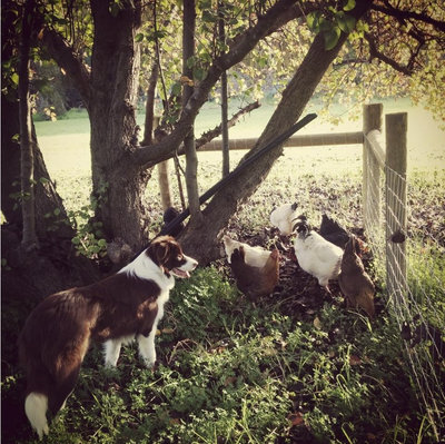 Banjo & Chooks