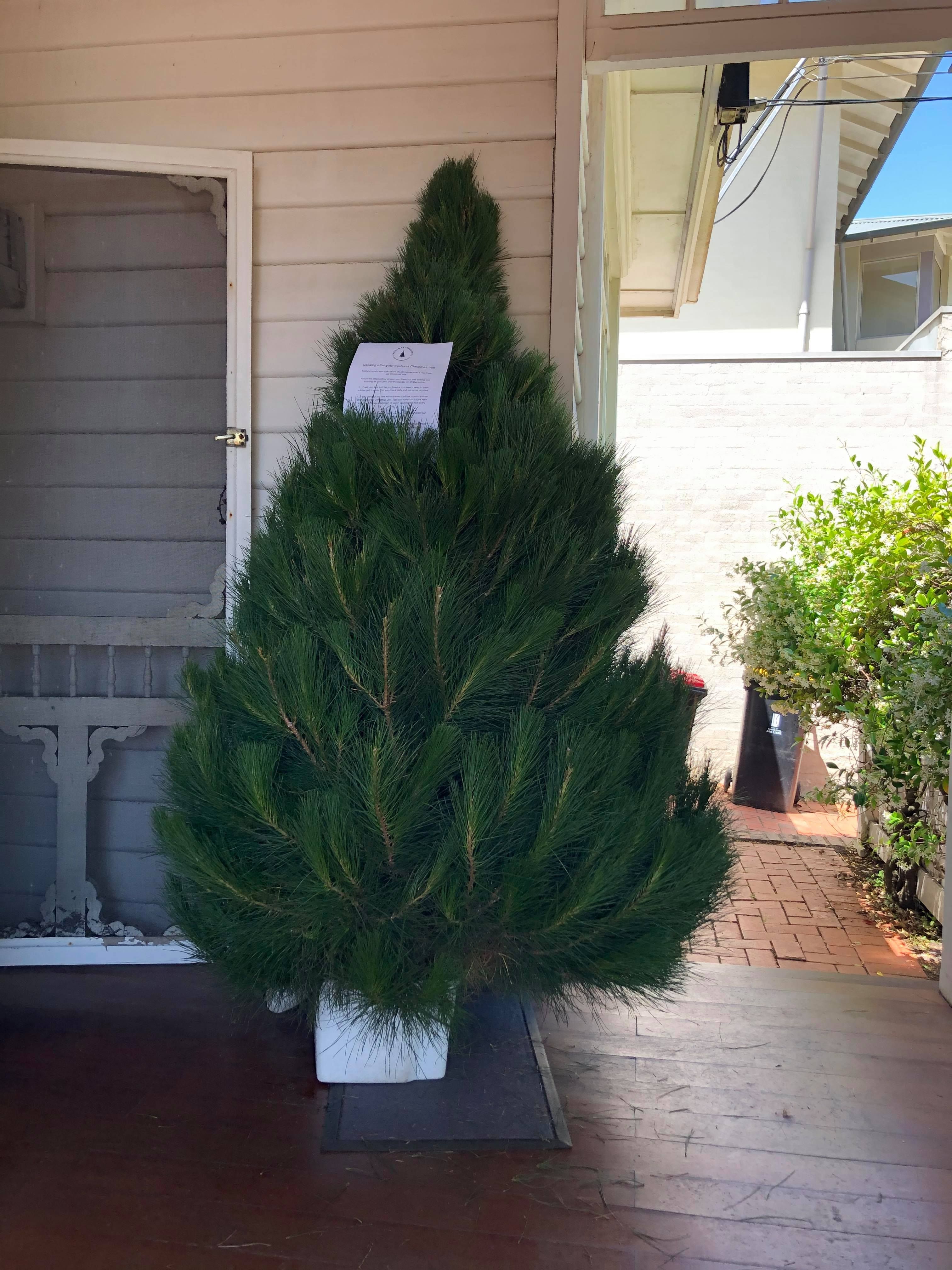 Seller Spotlight - Christmas Trees2You 🎄🚚 - The Seller Community